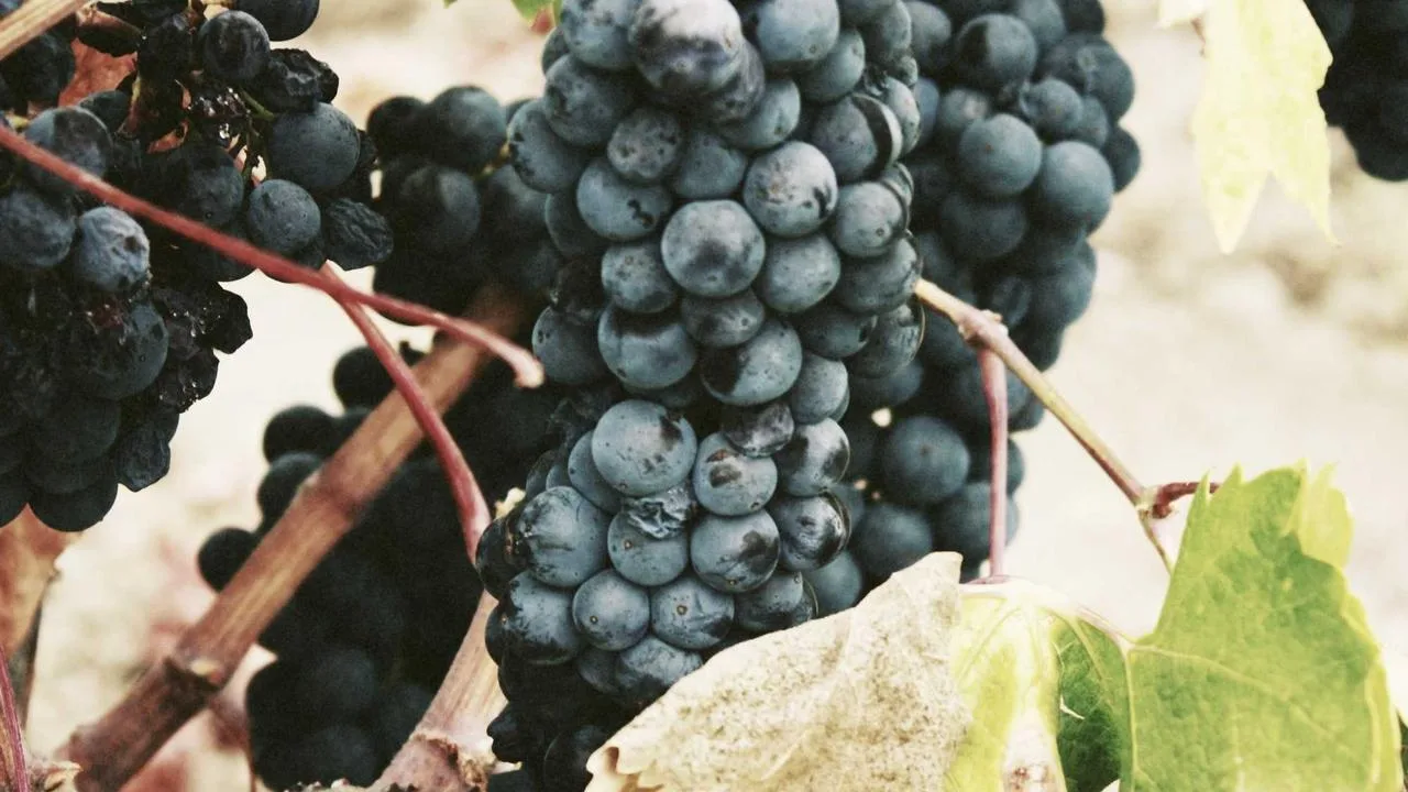 IA para colores de marca: herramientas, trampas y el flujo de 2026 – Epinium